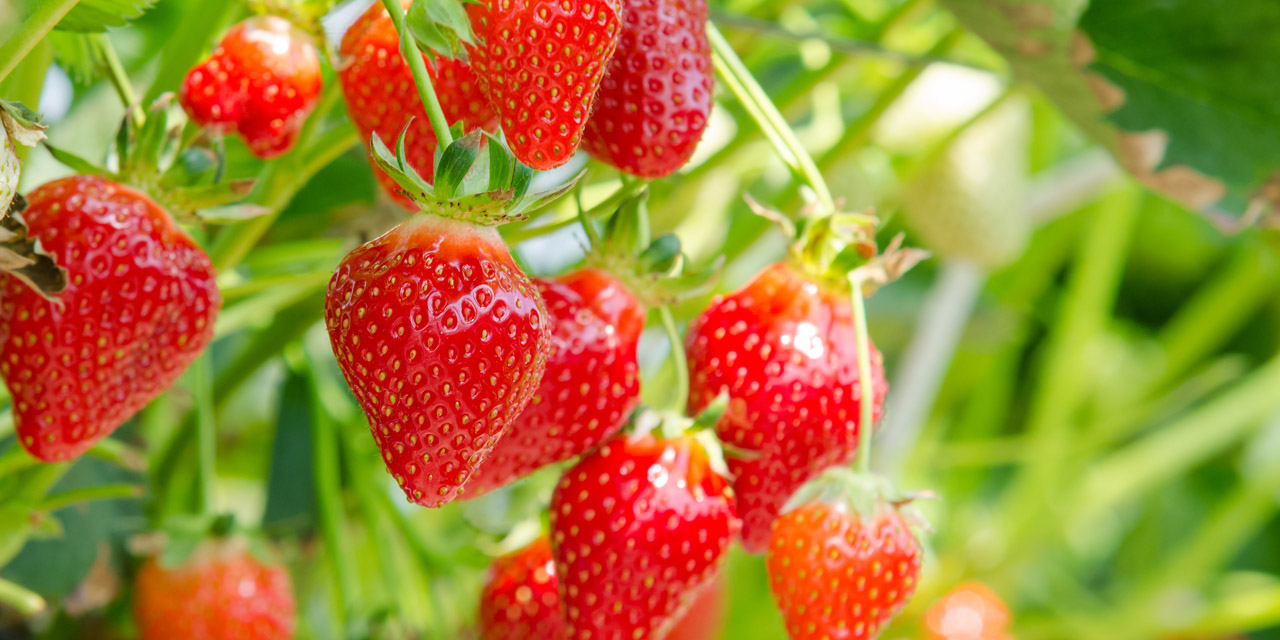 What’s in Season: Strawberries