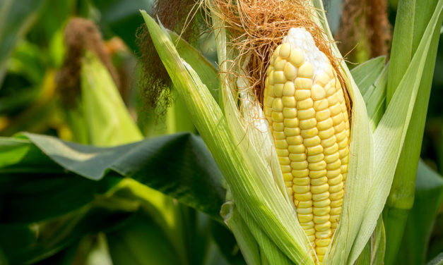 What’s In Season: Corn