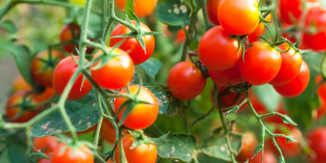 What’s In Season: Tomatoes